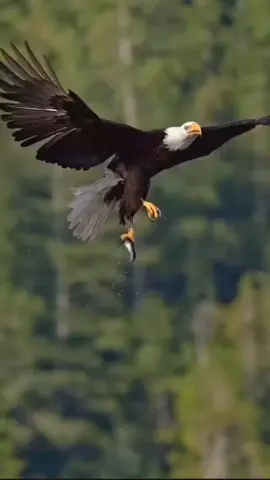 #quotes #foryou #foryoupage #laguviral #CapCut 