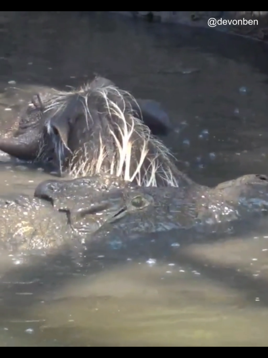 Crocodilos-do-Nilo caçando javalis-africanos!!! #planetaferoz #javali #crocodile 