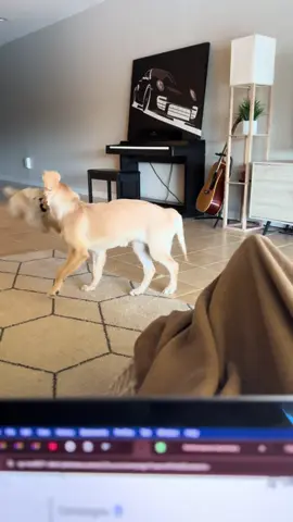 My friend didn’t last very long #hulk #goldenretriever #trending #fyp #viral 