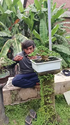 Semua bertarung dengan takdirnya masing-masing...  #bonsaisancang #bonsaitree #bonsaiworld #themax30cm #bonsai 