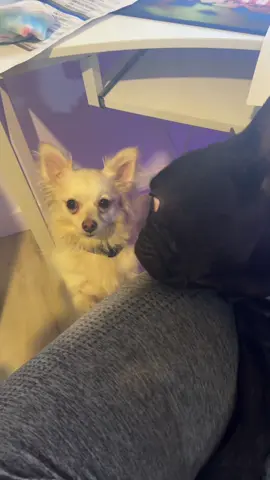 No mom we need to go to the park now! #dogmom #funnymoments #needy #frenchiesoftiktok #frenchielife 