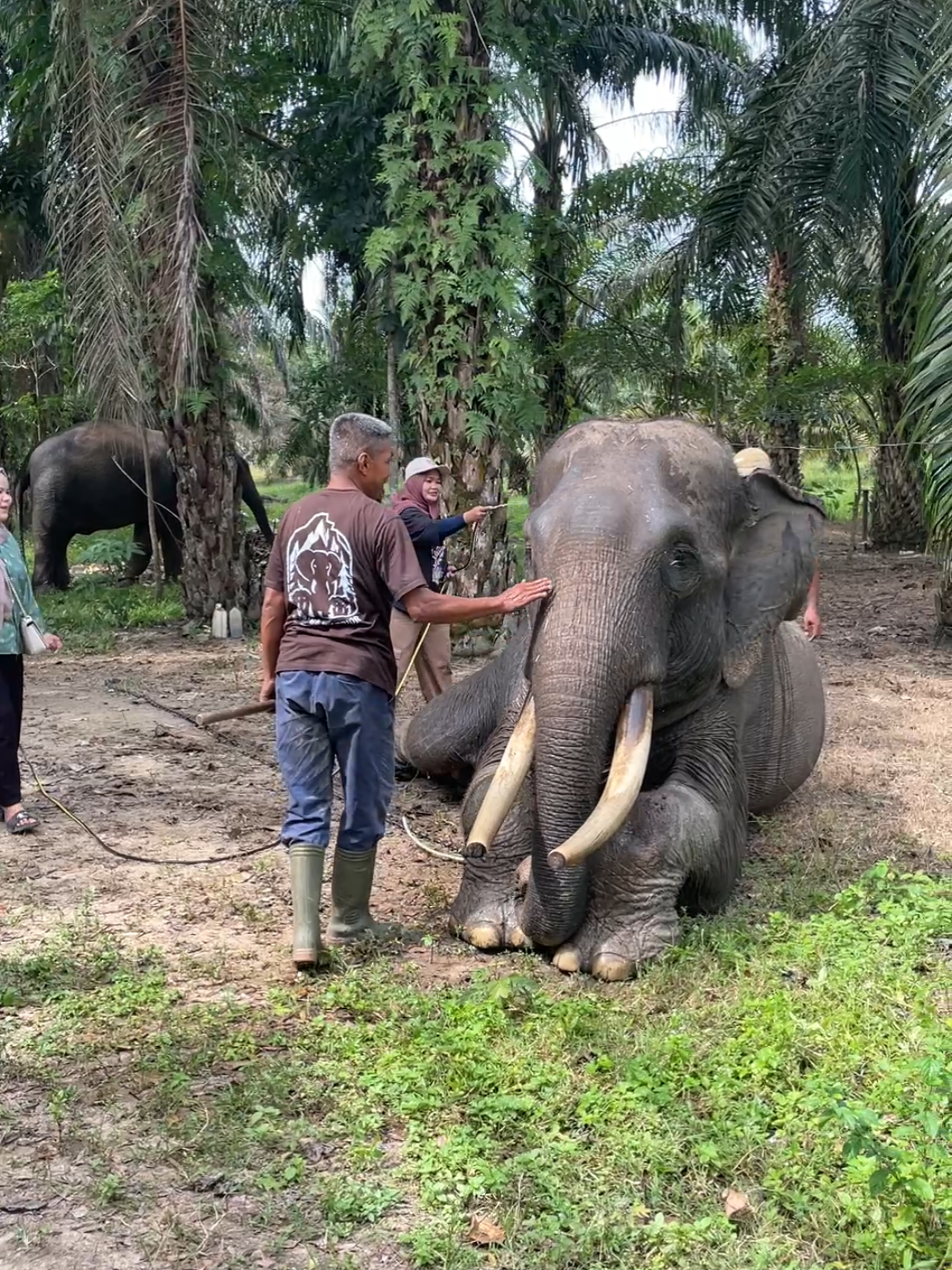 Sarma Pejantan PLG SEBANGA, Selain suka makan dia juga suka mandii, Menikmati menjadi raja🤣 #livehighlights #hewanlindung #plgsebanga #plgriau 