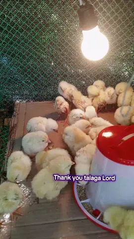 #broilerchicken #fyppppppppppppppppppppppp #digitalweighingscale 