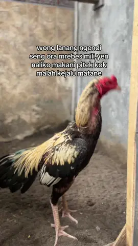 sopo sek betah kejalu?😭#foryou #foryoupagee #ayam 