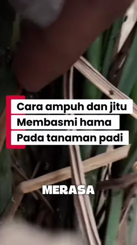 Cara ampuh dan jitu membasmi hama pada tanaman padi dengan menggunakan pestisida nabati #pestisidanabati #hamapadi #petaniindonesia🇮🇩🇮🇩🇮🇩🌿🌿 #pestisida #creatorsearchinsight 