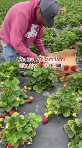Cần 20 bạn làm Farm tại Úc #xh #nongnghiep #viral #dautay🍓 