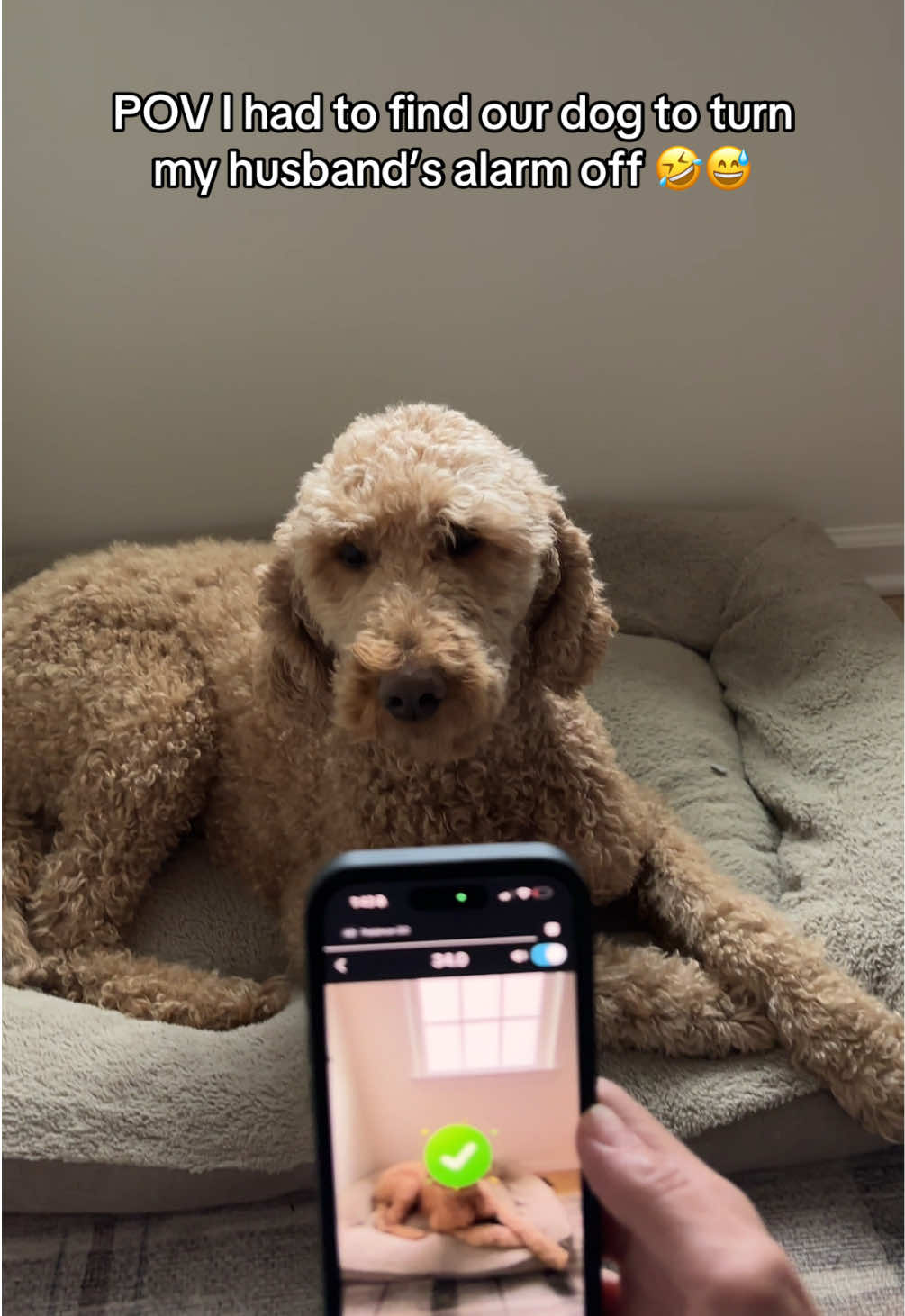 Ok this is officially the coolest way to turn off an alarm 🤯 #fyp #alarmy #dog #alarmclock @Alarmy 
