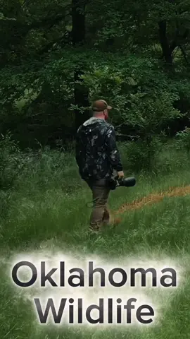Oklahoma wildlife 