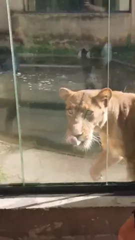 Leoa tranquila no Zoológico em João Pessoa PB #leoa #jp #bica #acidente #lilo_barbosa #joaopessoa