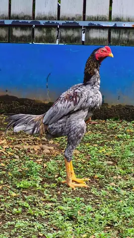 Nikmati setiap proses nya🥰#hobbyayam #ayambangkok #ayambangkoksuper #ayambangkokindinesia 