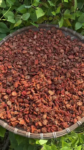 Táo Mèo Khô ( Sơn Tra ) Một Loại Thảo Dược Có Nhiều Công Dụng Tốt #taomeokho #sontrakho #thaoduoctaybac #dacsantaybac #hoangtrangtaybac 