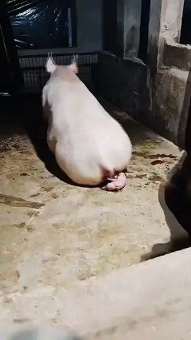 #上热门话题9000亿流量第一名 