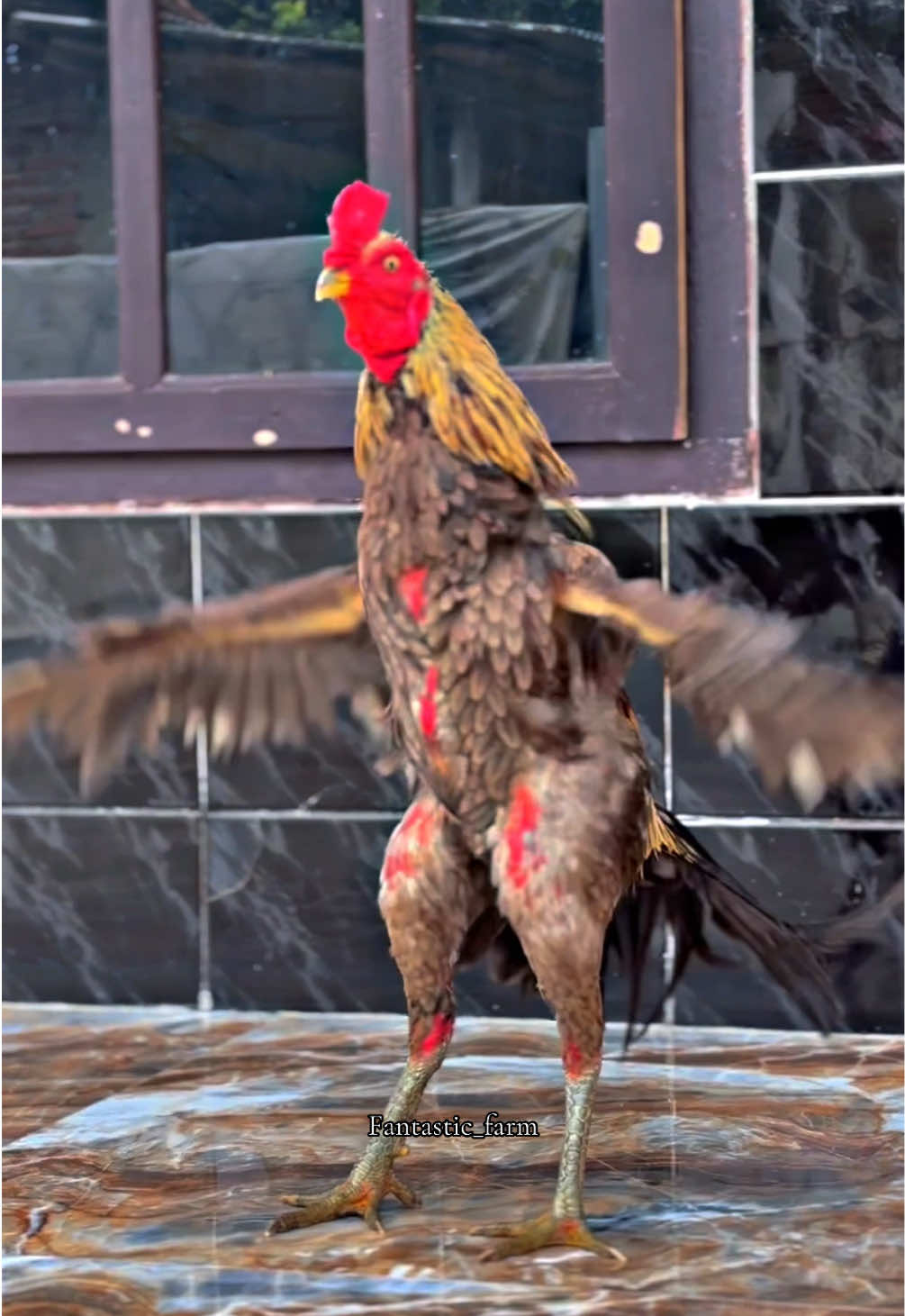 Mohawk gembira sekali🤩#fantasticfarm #pama #pamaiq #mangon #pamangon 