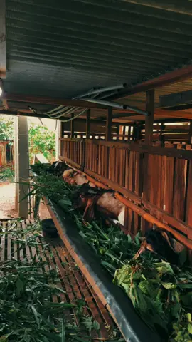 #promomakanharian #peternakkambing 