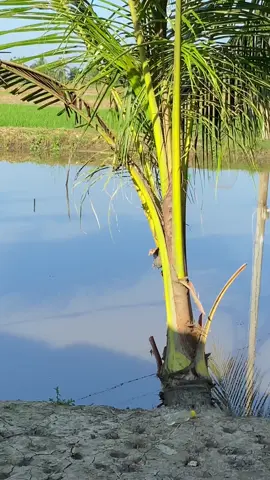 Em thường hay tự hỏi..#xuhuongtiktok #68kiengiang 