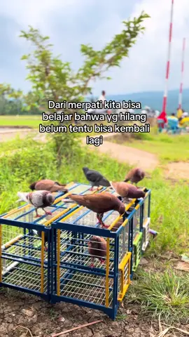 #merpatikolongbebas #merpatilovers #merpatibalapindonesia #fyp 