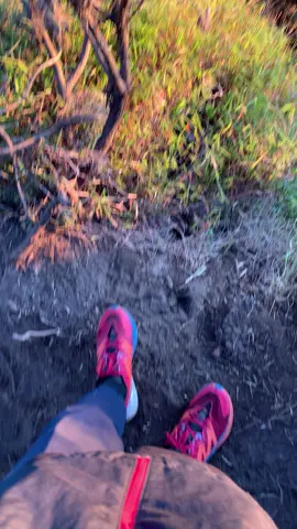 Merbabu dan Edelweissnya 