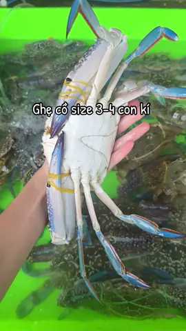 Có ai nôn tết hong ta #xh 