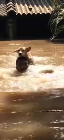 කවදාවත් හිතුවේ නැහැ  මේ චූටි රටේ මිනිස්සු සත්තුන්ට  මෙච්චර ආදරෙයි කියලා.. 🥺 හිතුවේ නැති විදියට සිද්ධ වුණ  දේවල් නිසා මේ වගේ අහිංසක සත්තු කොච්චර බේරගන්න ඇතිද.. ✨ චූටි හරි දෙයකින් ඒ ජීවිත වලට සතුටක්, උදව්වක් වුණ හැමෝටම ...  🫡🤍 