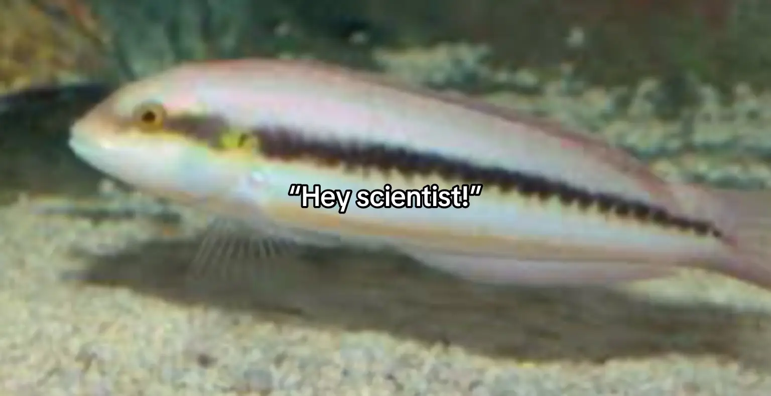 … #fish #fyp #scientist #viral #goofy 