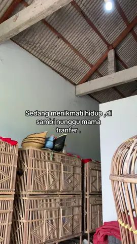 Asek #ayambangkoksuper #ayambangkokindinesia #fyp #foryou #foryoupage 