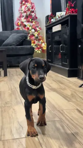 Our new puppy.  #donermanpuppy #dobermansoftiktok #doberman #christmas 