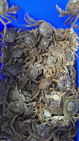 ✅ Cà Da sắp hết mùa ngon  bác nào năm nay chưa ăn thì phải mua e nó về thưởng thức ngay và luôn di ạ ✅ Cà da vào mùa full gạch rồi các bác nhé #hanoinews  #haiduong34🇻🇳  #xuhuong  #haiphong24h  #hanoi 