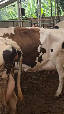 #ugandafarming #mifugotanzania #dairyfarminguganda #dairyfarmingkenya🐄🐄 #rwandafarming 