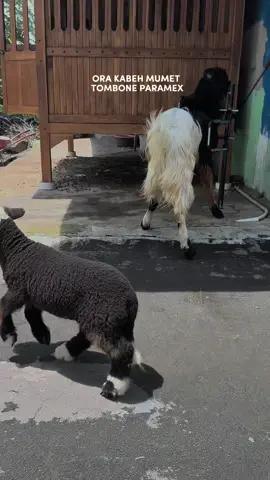 Nonton ngene iki ora sido mumet 😁#dombamerino#merino#dombabatur #dombalucu 