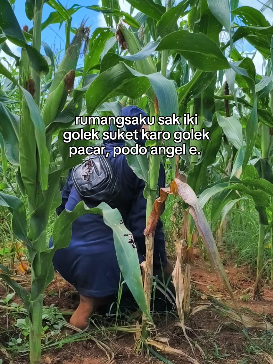 gonmu opo yo angel suket wo?#fyp #peternaksapiindonesia #ngaretsgank 