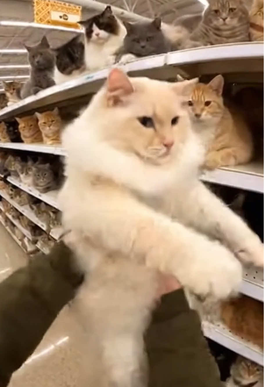 Which one do you like?#SORA #foryoupage #cat #fyp #AIVideo 