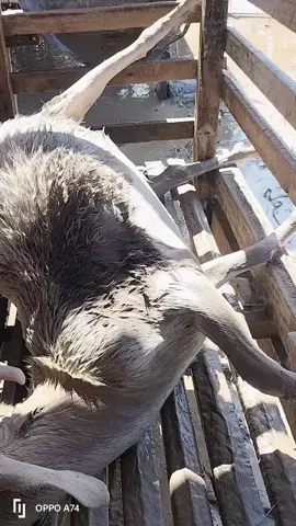 #musibahbanjirbandang #tgl28november2025 