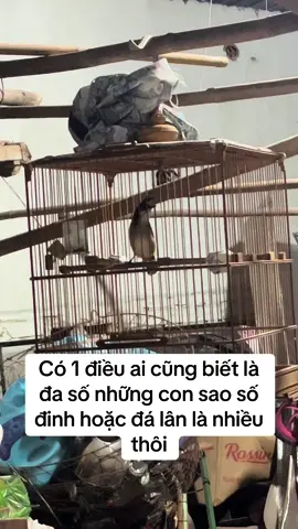 Hàng siêu vipro