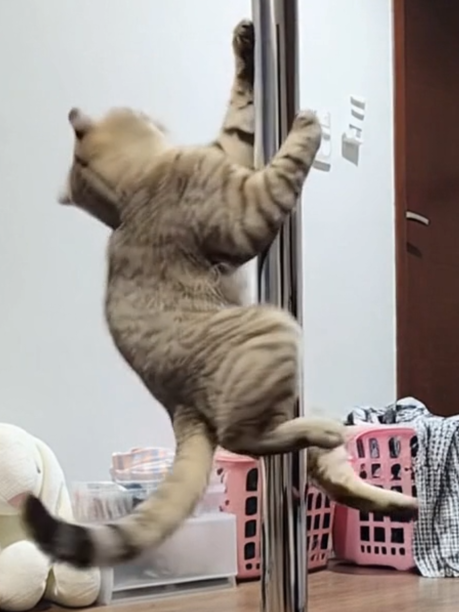 The diva is back.. Mr.Sam  showing off his moves 🔥🐈❤️ #catsoftiktok #sexy  #cat #poledance  #dance 