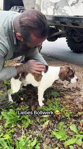 SLY 🥺🫶🏽 #savethedogsbih #adopted 