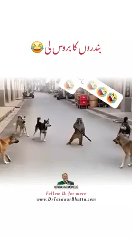 Very Funny 😂 #monkey #Funny #tiktok #DrTasawarAslamBhutta 