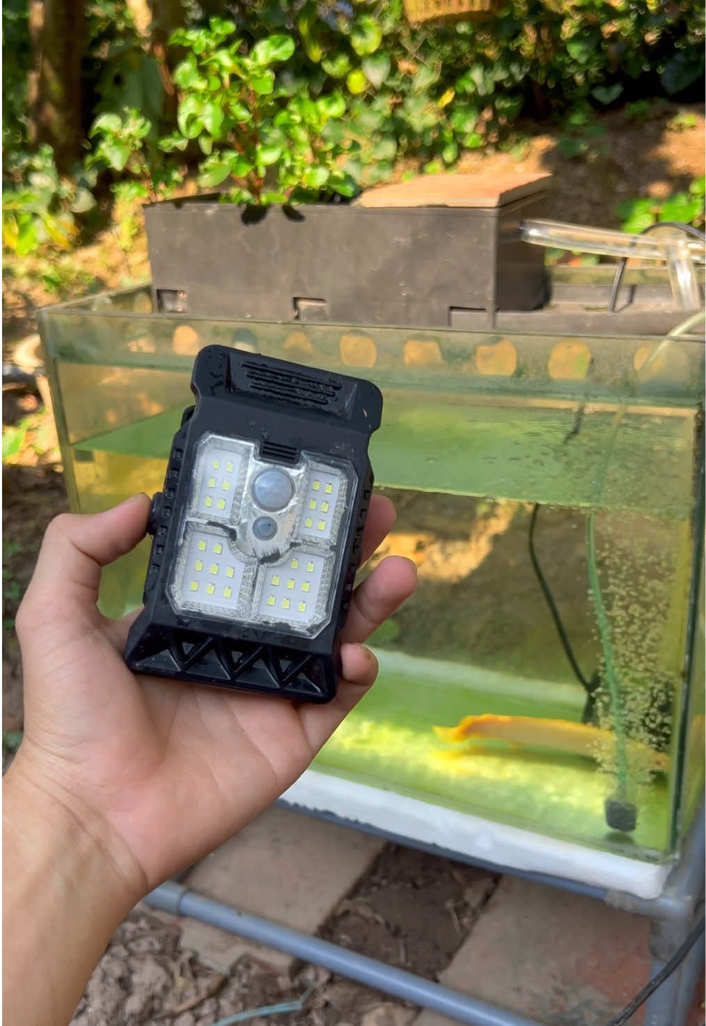 đèn kẹp năng lượng mặt trời sử dụng cho hồ cá #animals #fish #pets #aquarium #cacanh 