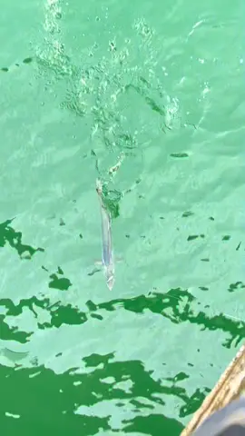 Naik tenggiri minggu kemaren  di pelabuhan dermaga Ambalat,gacor terus pakonya✊🏻#anglerfish #pelabuhanambalat #dermagaambalatsamboja 