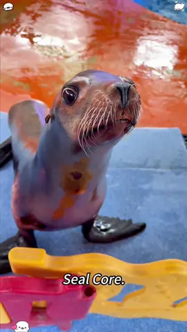 Seal Core#seal #silly #funny #seals #sillysealboy            