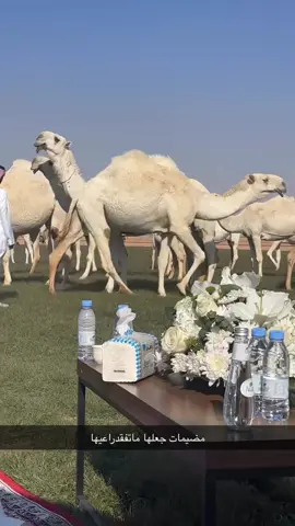 #fyp #الوضح #مضيمات #حرش_العراقيب 