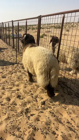 #نعيمي #مفطح #الدمام_الخبر #افضل_ذبابح_الدمام #لحم 