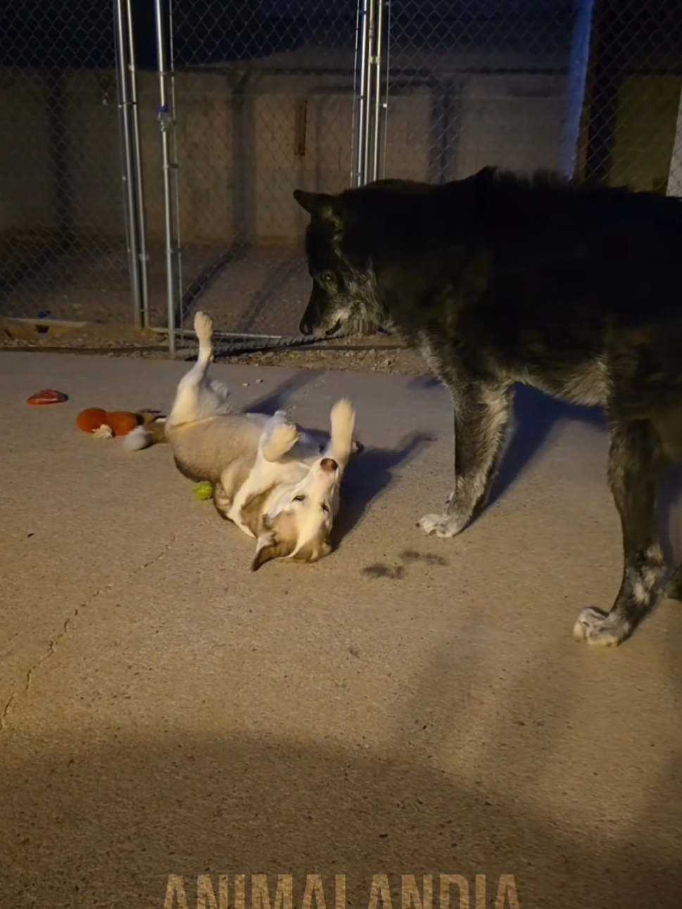 Lobo é tão coisa de filme que eu esqueço q é real #animais #bichos #curioso #lobos 