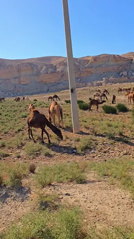 #البوسرايا_اخوة_صبحة #ديرالزور 