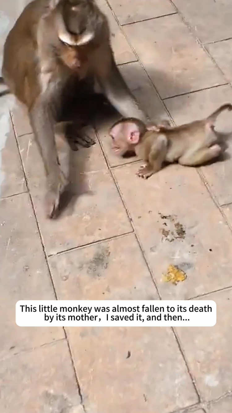 This little monkey was almost fallen to its deathby its mother,Isaved it, and then...❤️ #animal #animals#animals #s#saver#rescuel#loveanimall#lovestorya#animalrescuec#cuteanimalsf#fypf#foryouf#foryoupage❤️❤️a#animalstiktokusaus