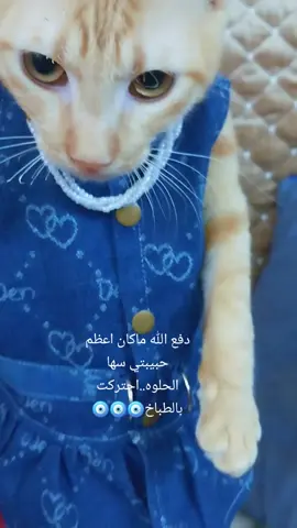 العين هلكبرها علينا حسبي الله ونعم الوكيل على كل واحد يباوع علينا بعين حسوده ..حبايبي متابعيني انتو ناس عينكم مليانه وتحبوني وتحبون القطط بس اكو ناس لا مع الأسف..عينها علينا ..فشنكول عين الحسود بيها عود🧿🪬🪬🧿🧿🧿🧿🧿🧿#يوميات_بيكا_ونمنم #ايماطه #شموسي #طبوش 