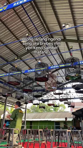 #CapCut #fyp #4u #kicaumania #muraibatuindonesia 