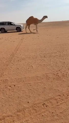 #الصياهد #بني_ثور_الزكور_سبيع #سبيع_الغلباء 