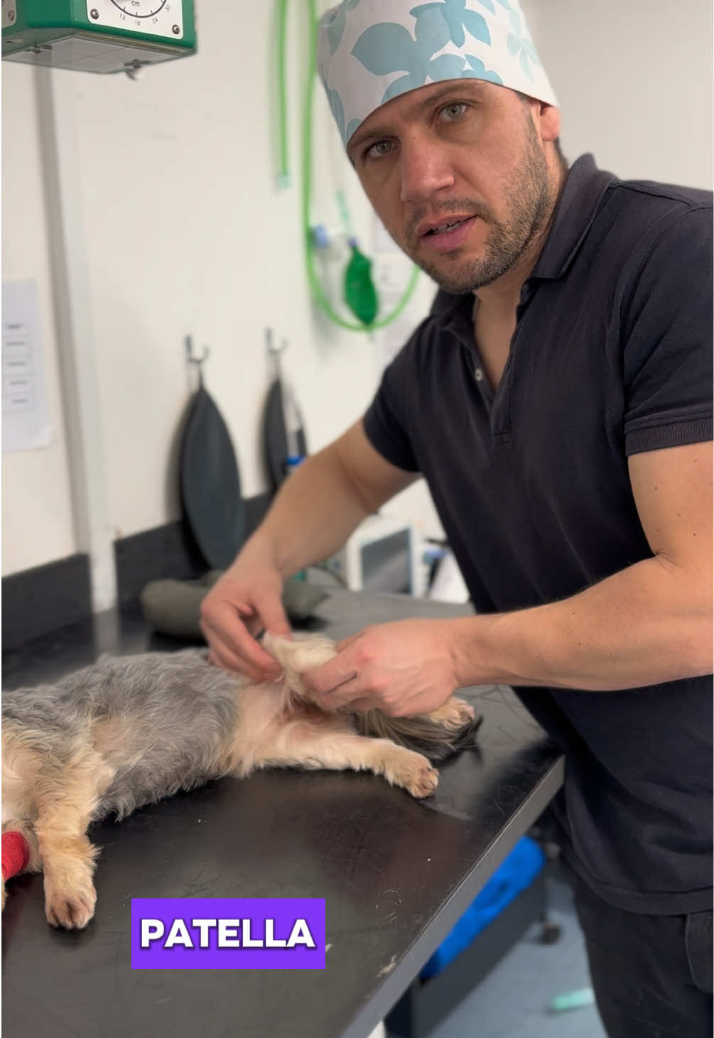 Patella luxation in a little Yorkie 🐶  #vetnurse #vettech #vettechlife #veterinary #veterinariansoftiktok 