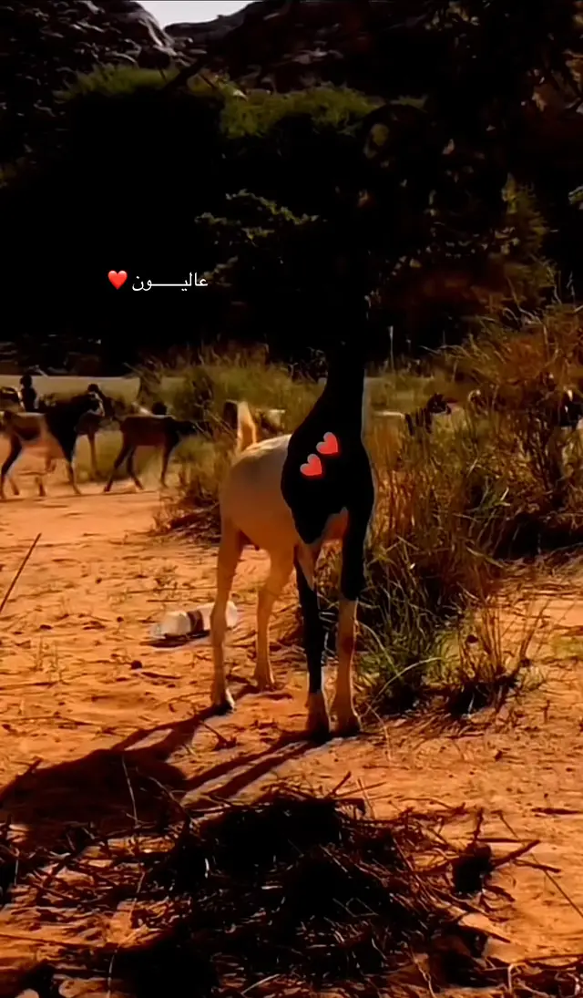 عالين ولد حمزه ❤️#متابعه #الهول_الحساني #أسكي_حتت_مزين_ذ_الخير🥰❤️🥰 