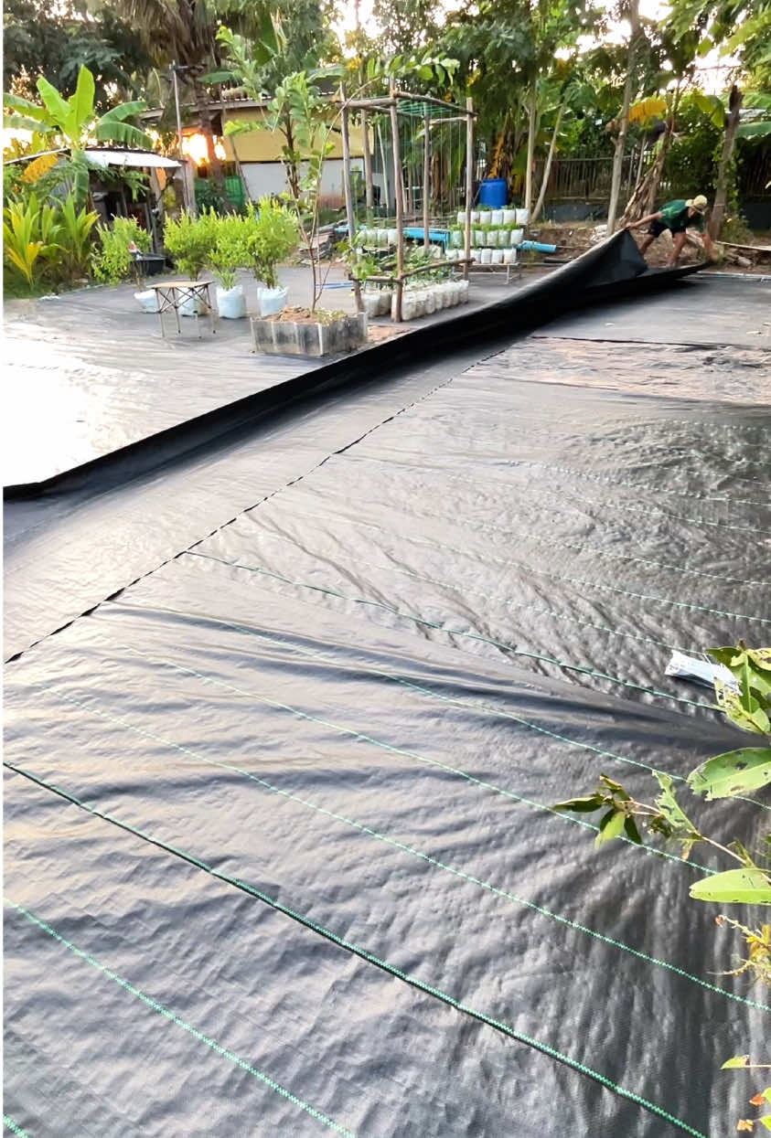 #ผ้าคลุมหญ้า #พลาสติกคลุมดินกําจัดหญ้า 